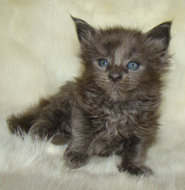     Catsvill County!   !    !       !!!    Catsvill County +7-926-544-74-09     .   ,   ,   ,    ,   ,  ,     ,   -,    ,   !